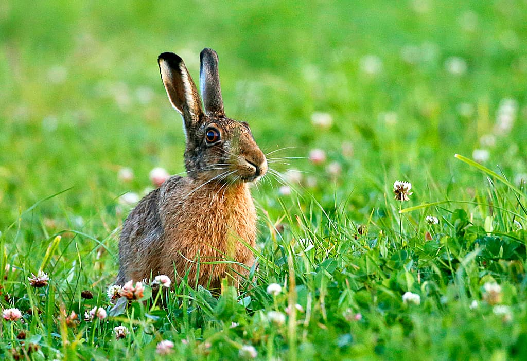 Hare