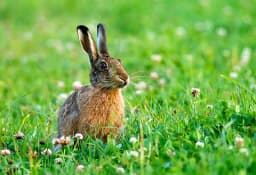 Hare