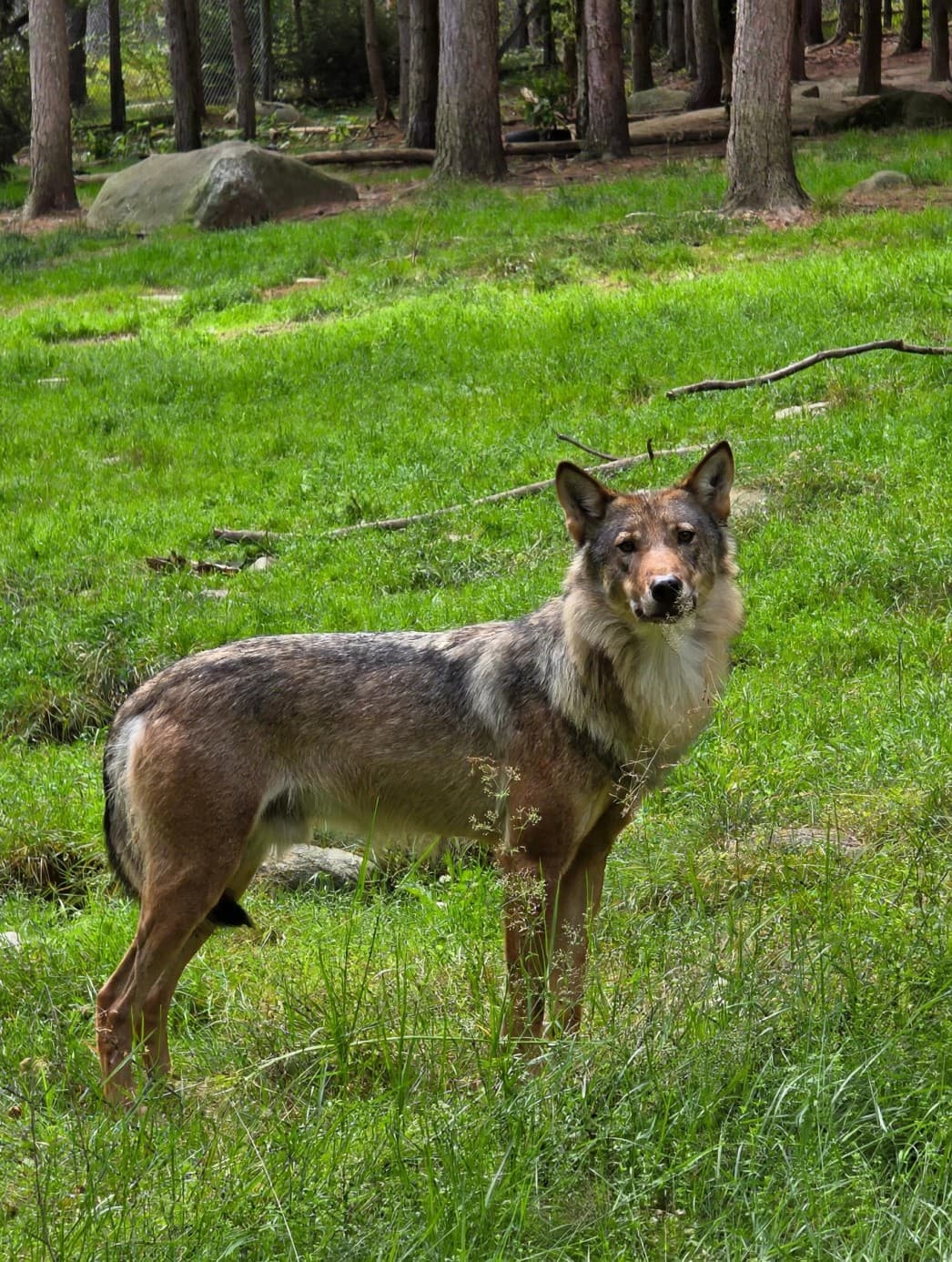 Djurfoto