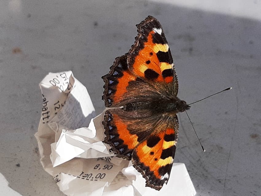 Våra svenska insekter och andra kryp