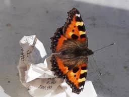 Våra svenska insekter och andra kryp