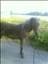 tiina